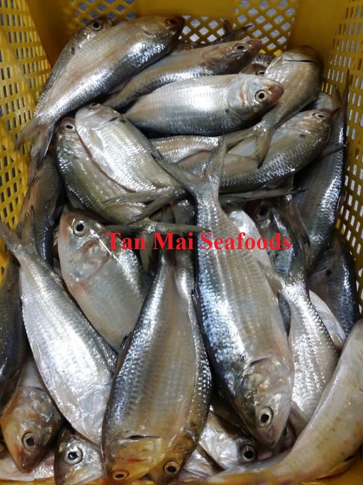 Spotted sardine for canning factory